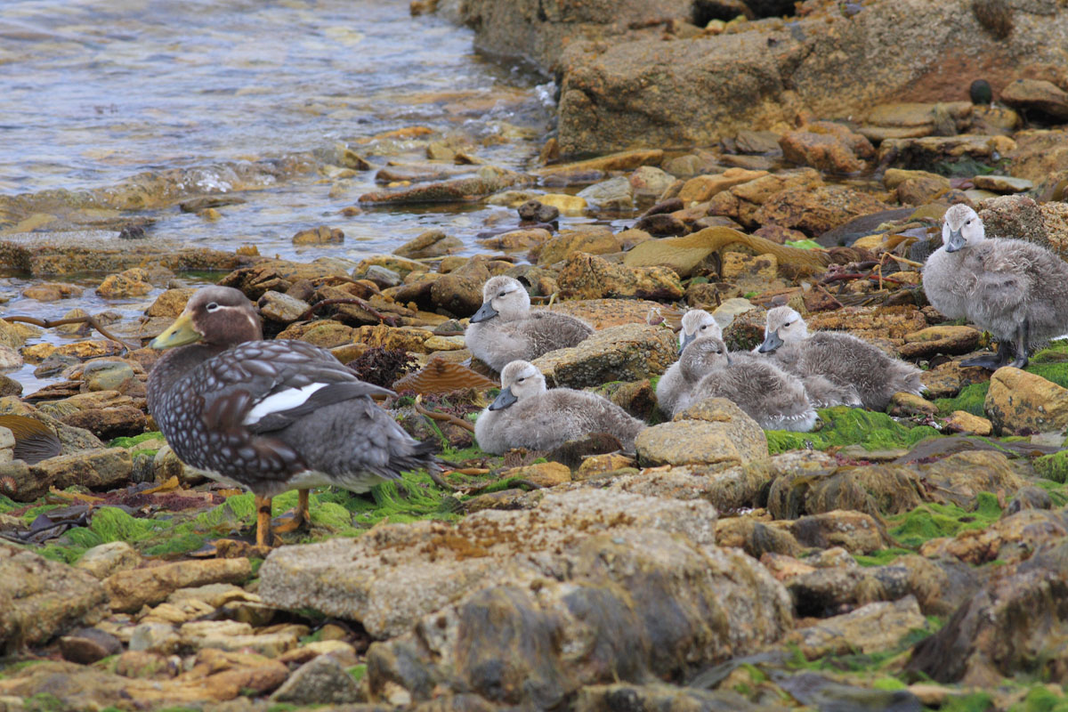Falkland (Flightless) Steamer Duck, female, and chicks