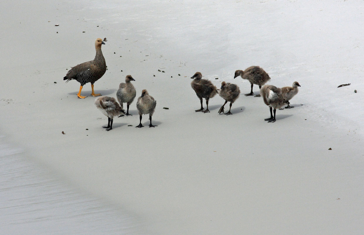 Upland Goose, female, and 10-week (?) chicks