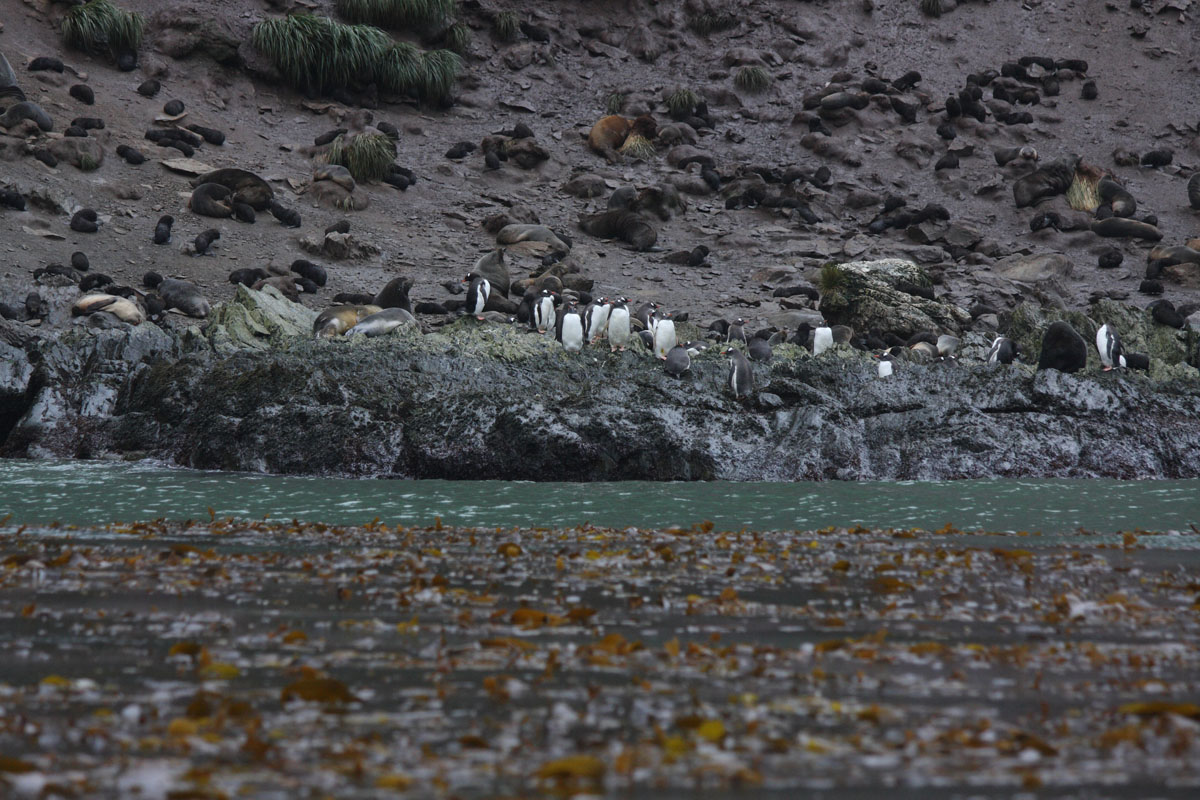 Gentoo Penguins and Antarctic Fur Seals