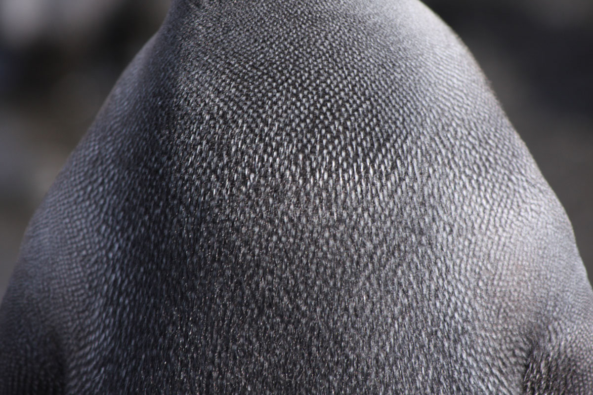 The stiff, short feathers of the King Penguin