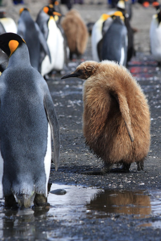 An ungainly King Penguin chick...