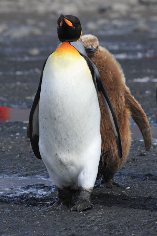 ...following a parent, hoping for food