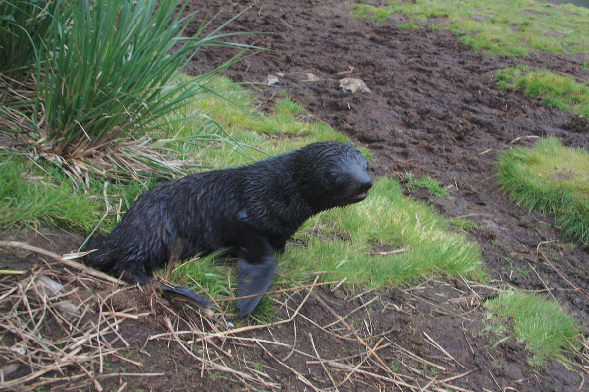 Antarctic Fur Seal pup