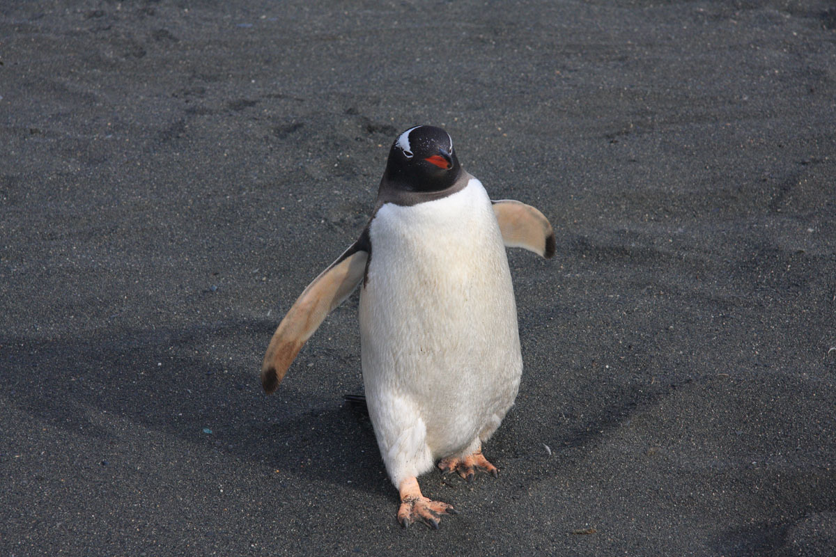 Gentoo Penguin