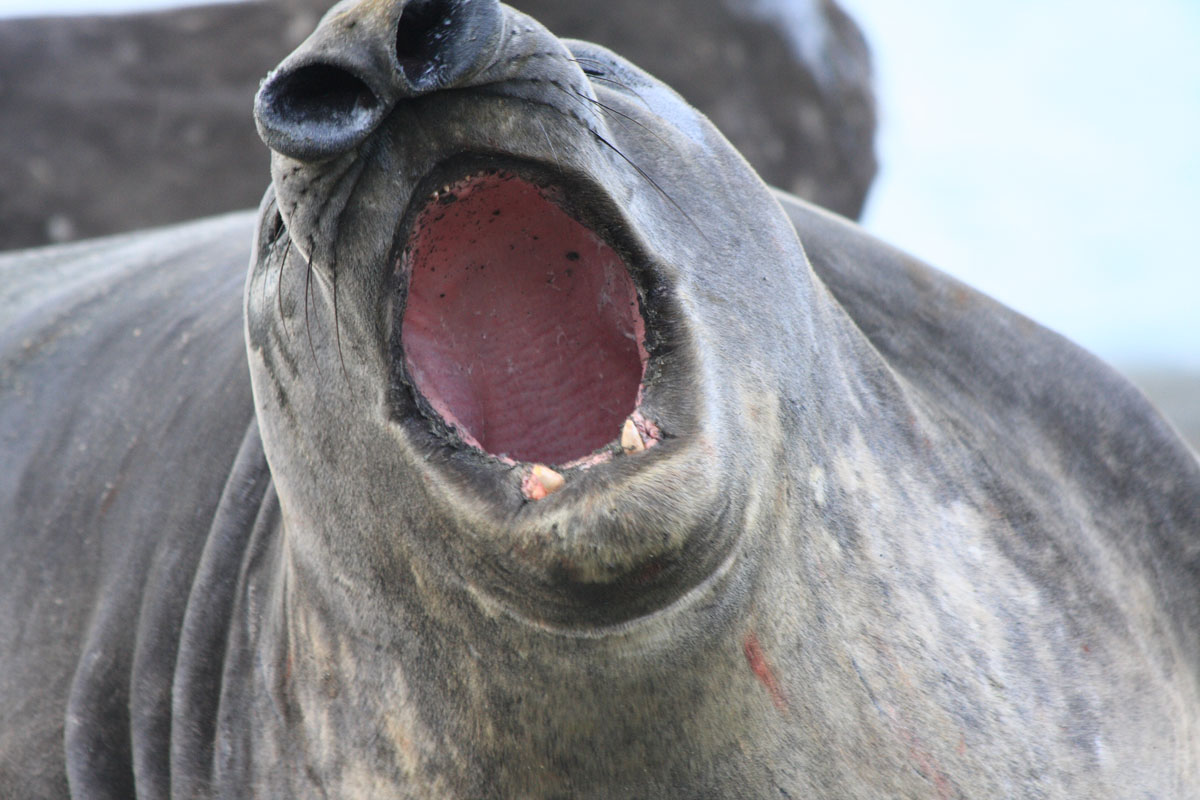 Young male Elephant Seal