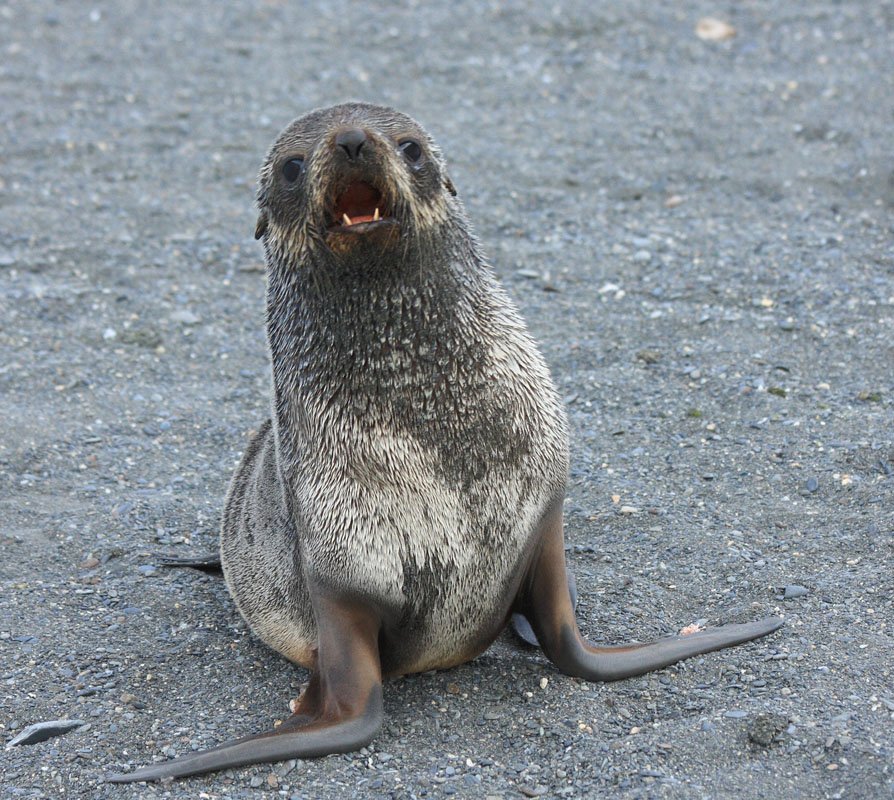 Agressive Fur Seal pup