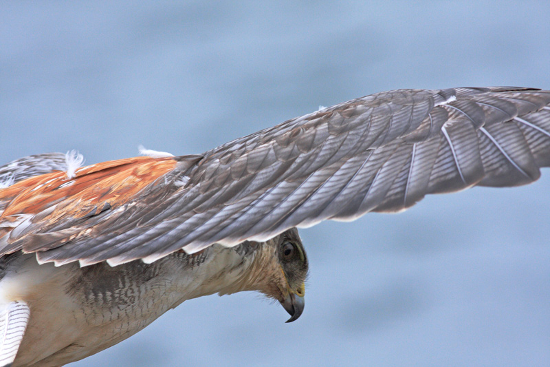 Red-backed Hawk, female