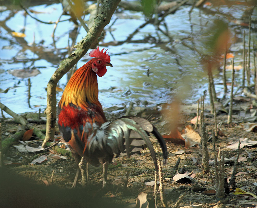 Red Junglefowl