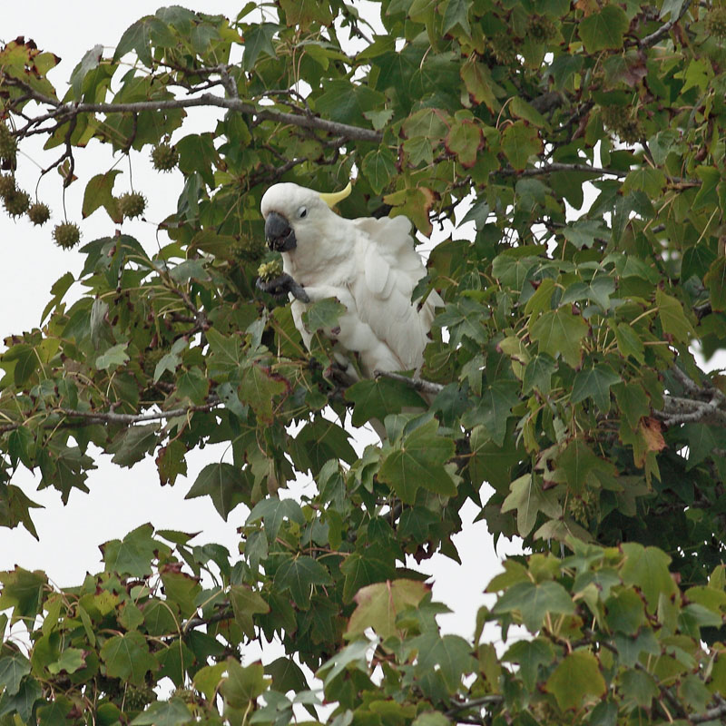 Sulphur-crested Cockatoo