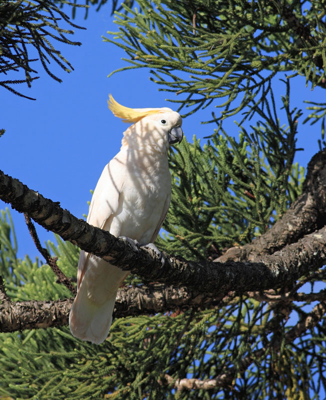 Sulphur-crested Cockatoo