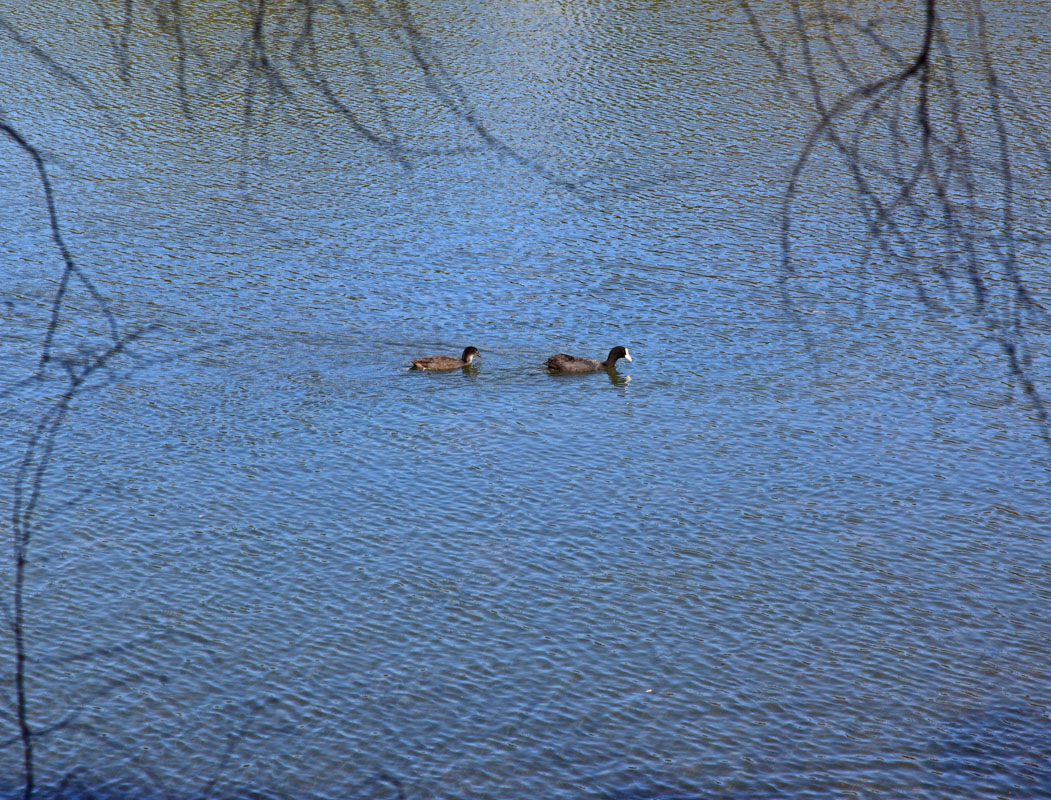 Lake at Brookland Valley