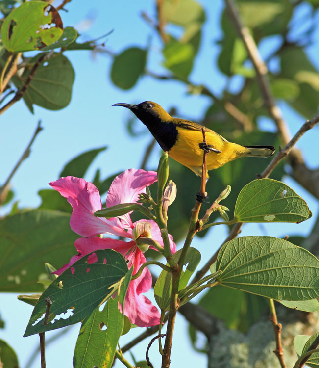 Olive-backed Sunbird