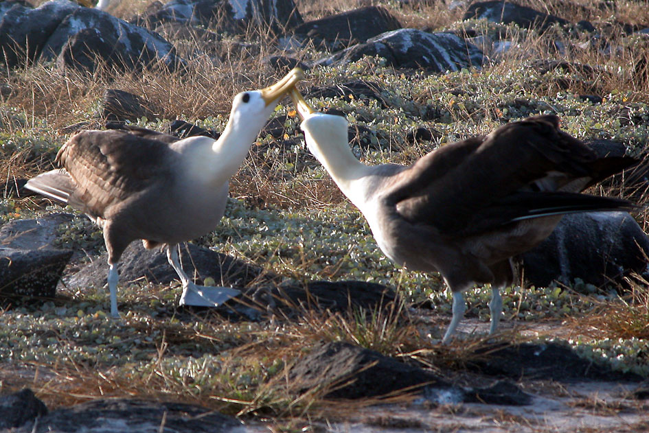 Mating ritual of the Waved Albatross