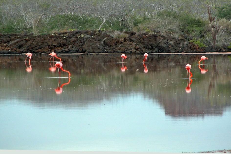 Greater Flamingo feeding at sunrise