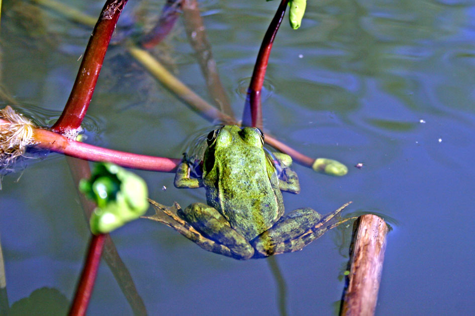 Bandar-e Anzalis fresh-water lagoon