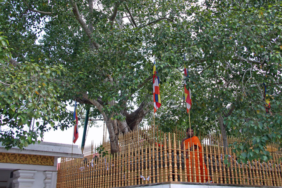  Sri Maha Bodi, worlds oldest documented tree