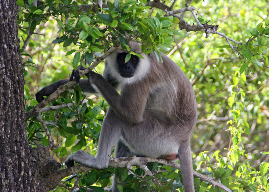 Grey Langer monkey