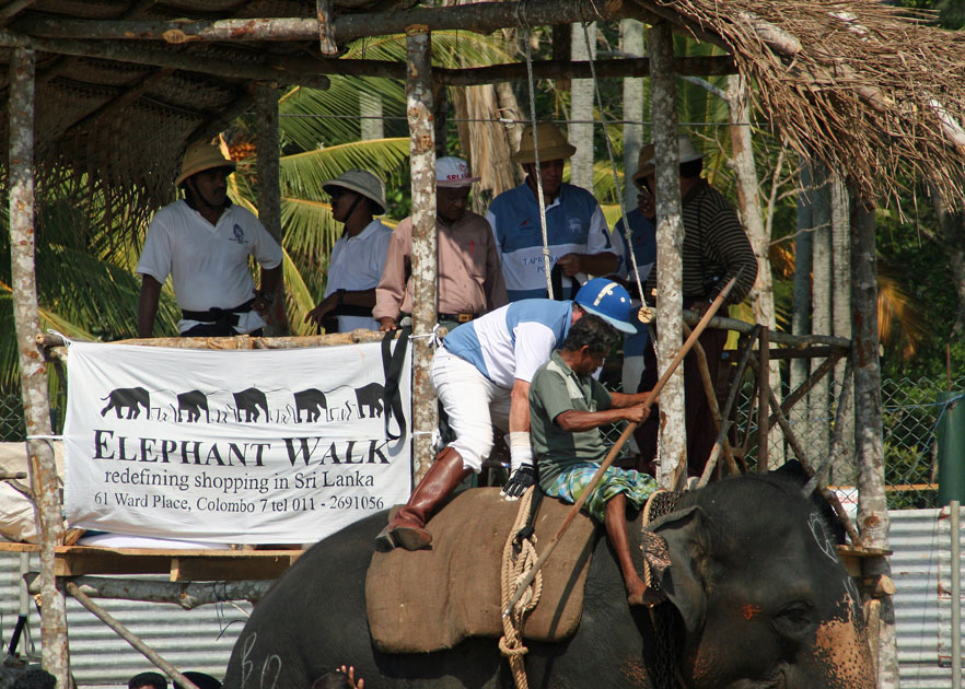 Ceylon Elephant Polo Association Tournament