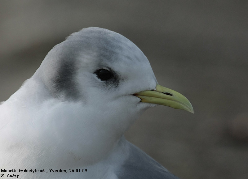 Mouette tridactyle, Rissa tridactyla