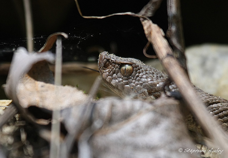 Vipre aspic, Vipera aspis aspis