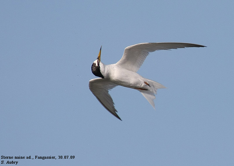 Sterne naine, Sternula albifrons