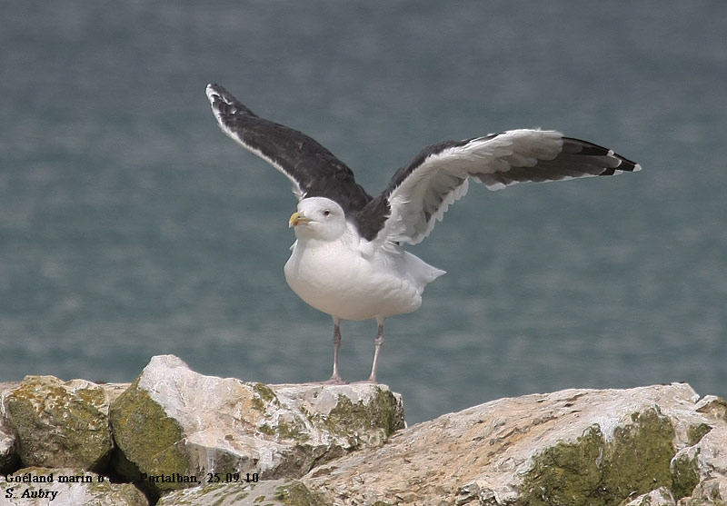 Goland marin, Larus marinus