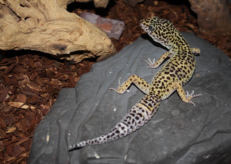 Gecko lopard, Eublepharis macularius