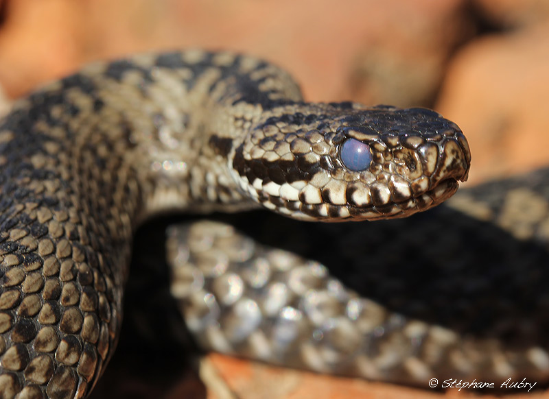 Vipre pliade, Vipera berus berus