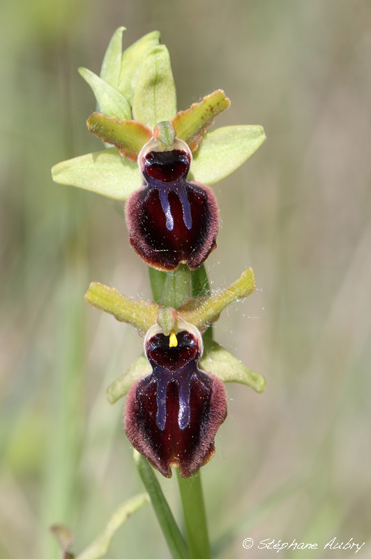 Ophrys passionis