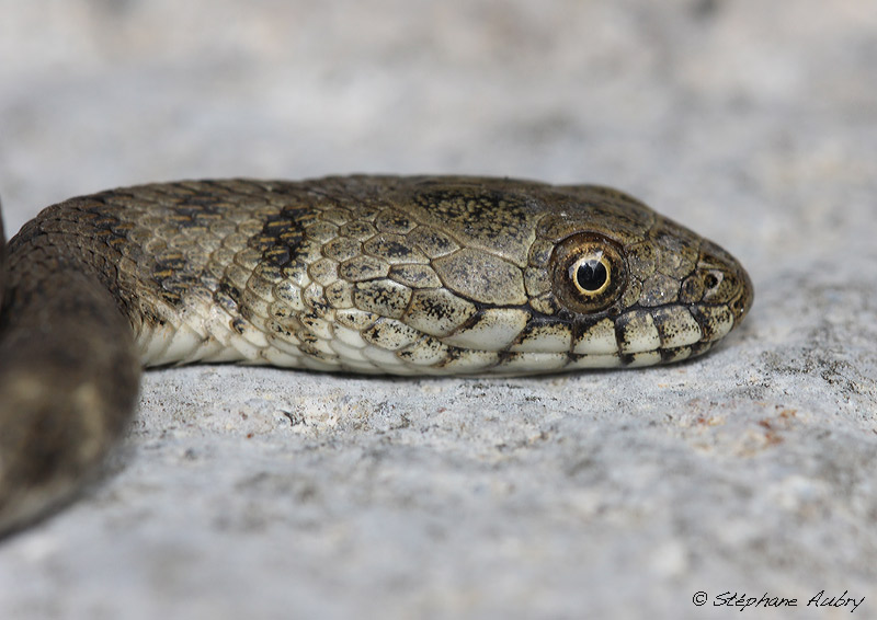 Couleuvre tesselle, Natrix tessellata tessellata