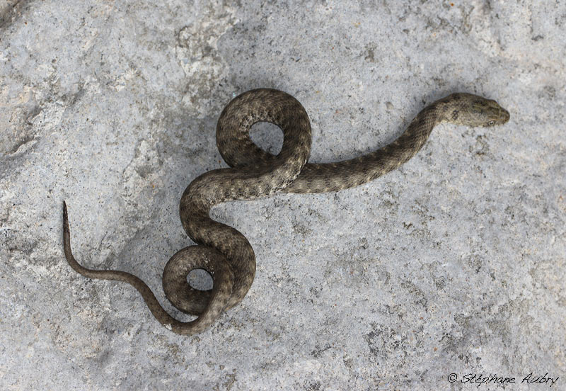 Couleuvre tesselle, Natrix tessellata tessellata