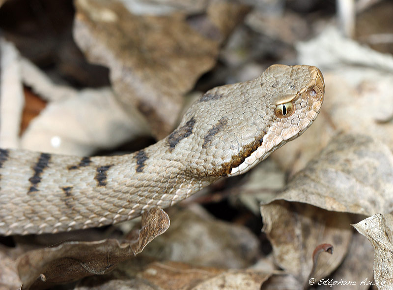 Vipre aspic, Vipera aspis aspis