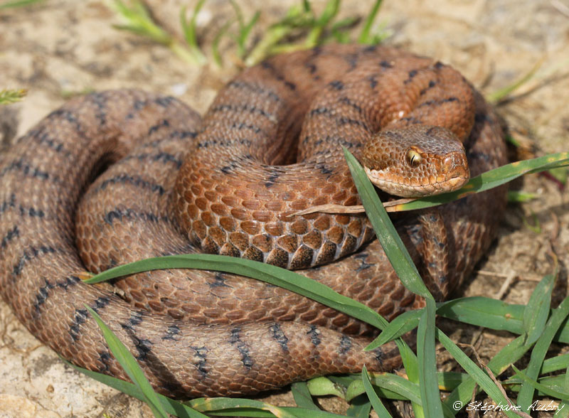 Vipre aspic, Vipera aspis aspis