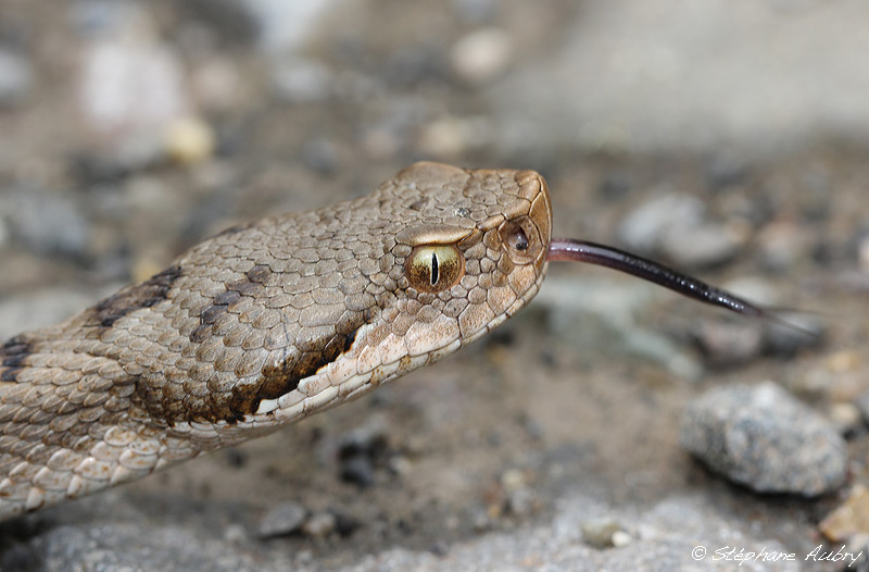 Vipre aspic, Vipera aspis aspis