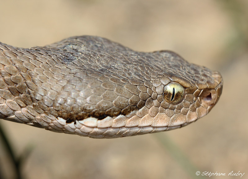 Vipre aspic, Vipera aspis aspis