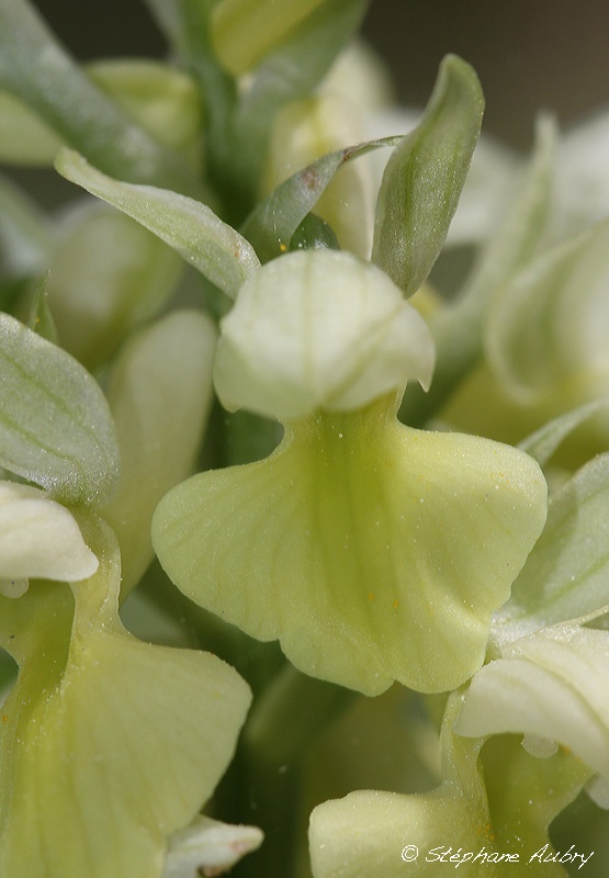 Androrchis pallens
