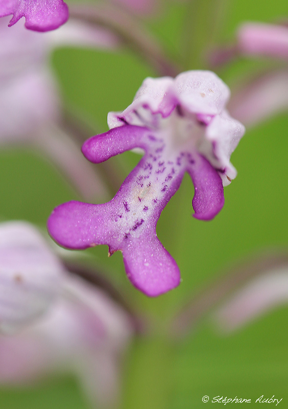 Orchis militaris