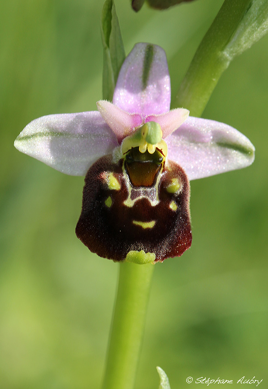 Ophrys fuciflora