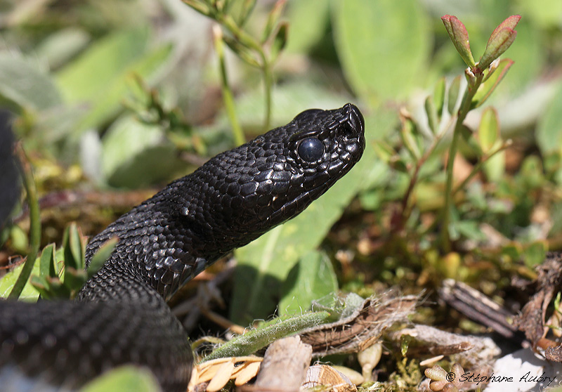 Vipre aspic, Vipera aspis atra