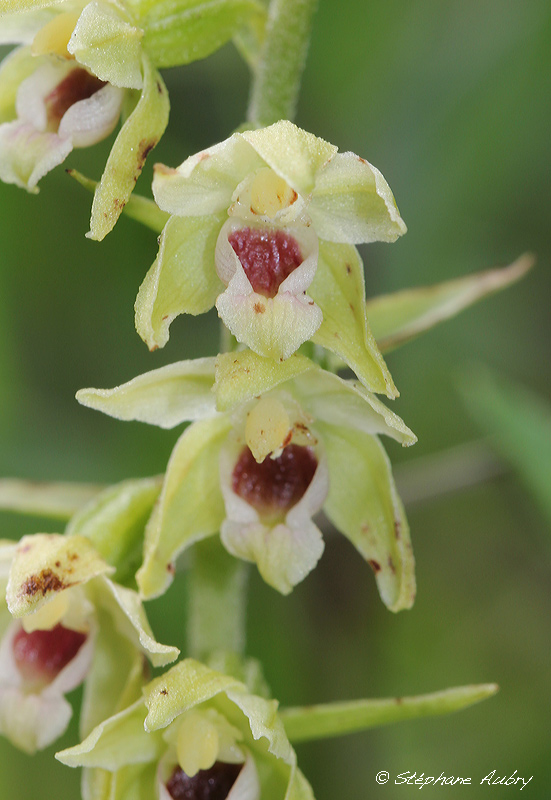 Epipactis muelleri