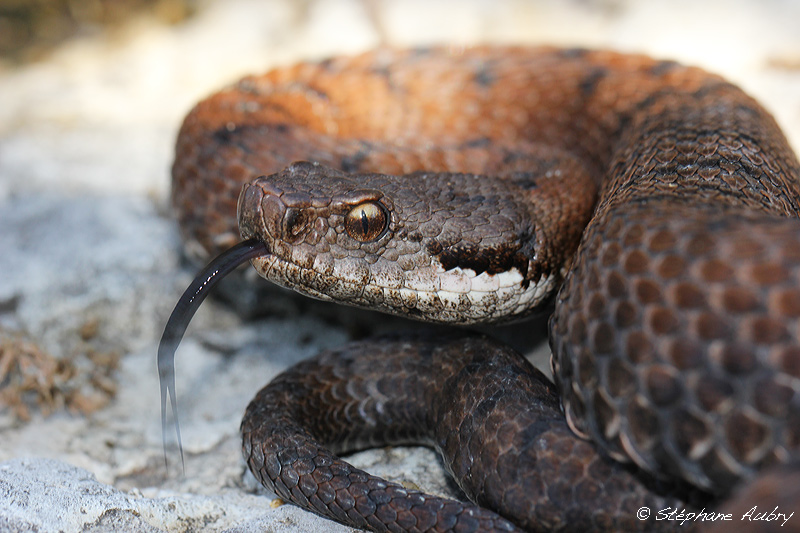 Vipre aspic, Vipera aspis aspis