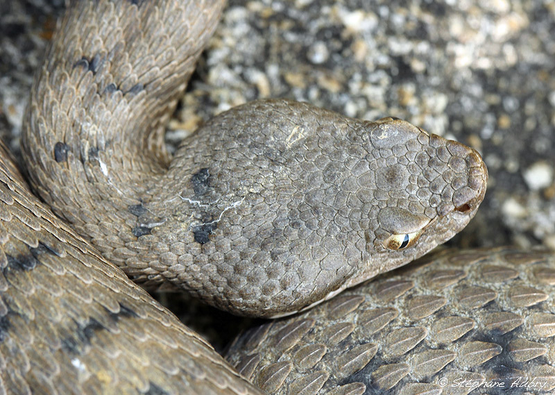 Vipre aspic, Vipera aspis aspis