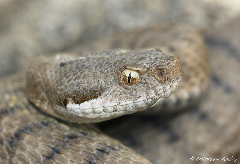 Vipre aspic, Vipera aspis aspis