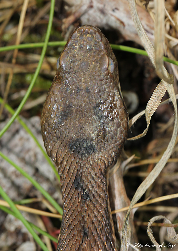Vipre aspic, Vipera aspis aspis
