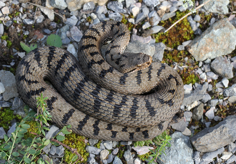 Vipre aspic, Vipera aspis aspis