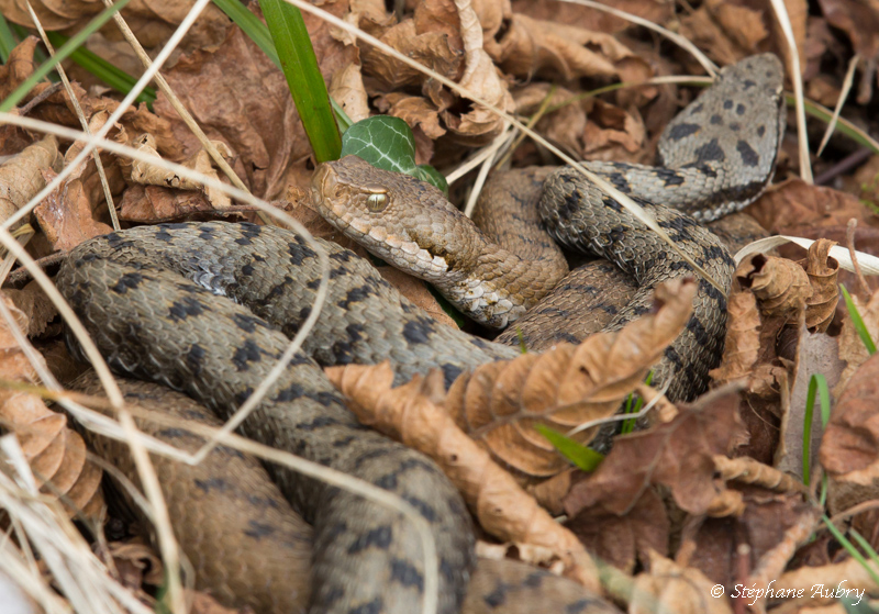 Vipre aspic, Vipera aspis aspis