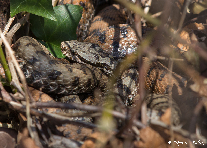 Vipre aspic, Vipera aspis aspis