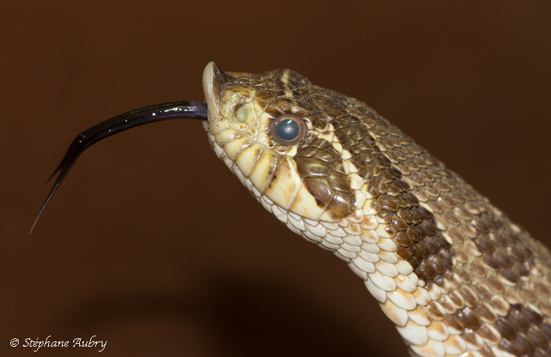 Heterodon nasicus