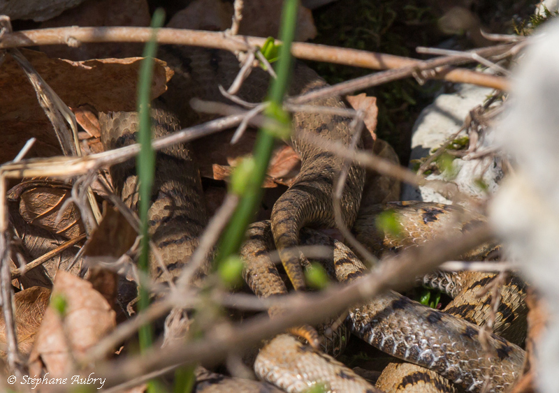 Vipre aspic, Vipera aspis aspis