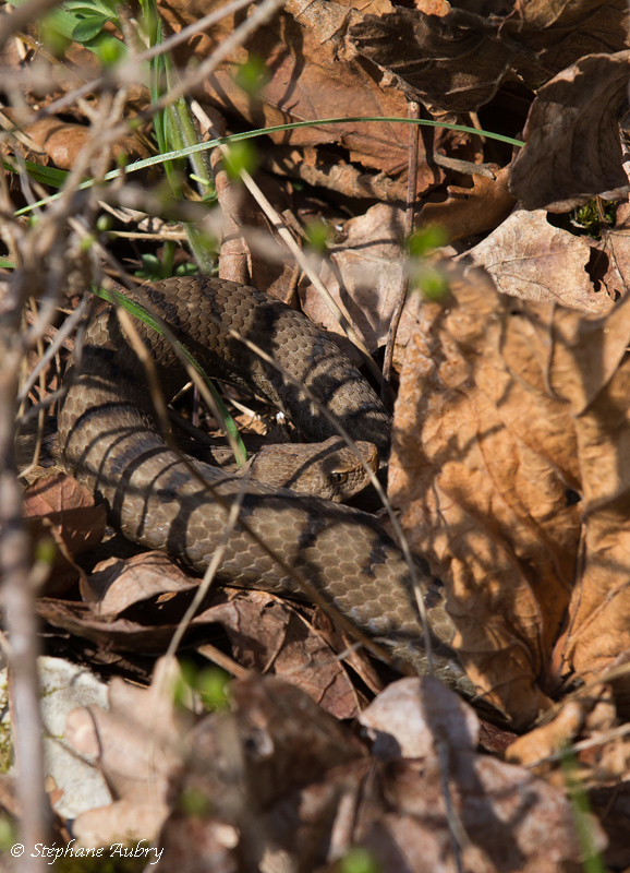Vipre aspic, Vipera aspis aspis